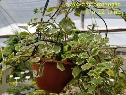 פלקטרנתוס עלה מנטה