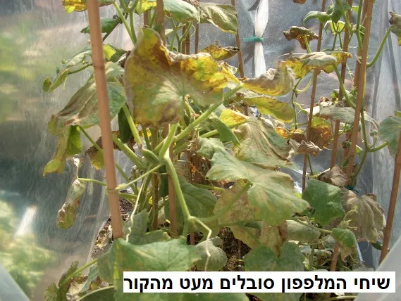 שיחי המלפפון סובלים מעט מהקור