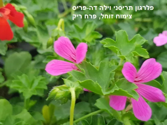 פלרגון תריסני וילה פריחה ורודה