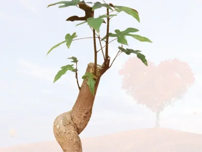 ברכיכיטון בדווילי, עץ האהבה