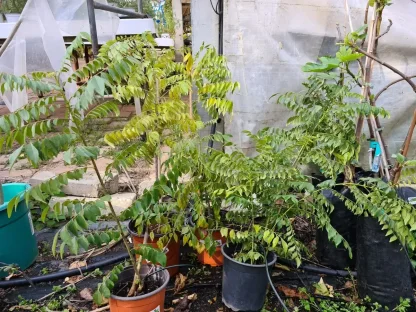 עץ עלי הקארי (מוריה קוניגי) עם עלווה ארומטית צפופה ופריחה ריחנית עדינה. עלי העץ משמשים כתבלין חשוב ב