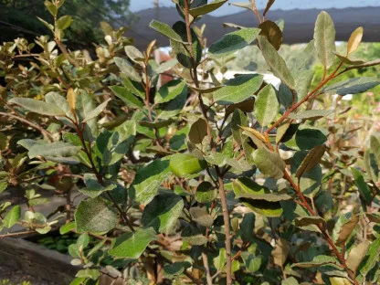 עץ שמן המנוקד