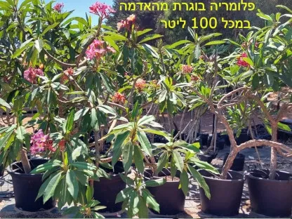 פלומריה ריחנית מהאדמה במשתלה