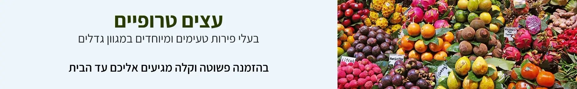 עצי פרי ונוי אקזוטיים 12