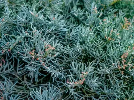 ערער וירג'יניאנה גריי אול – מחטני בגוון אפרפר