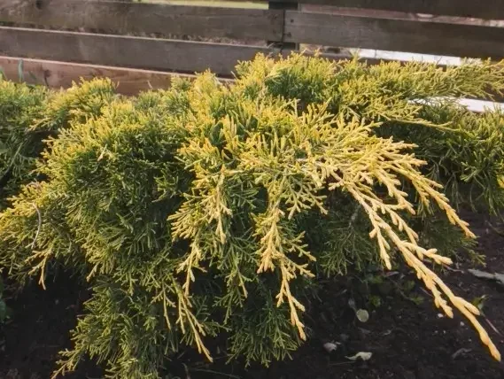 ערער סיני גולד קוסט – מחטני בגוון זהוב