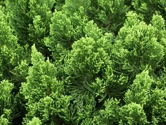 ערער קיזוקה – ערער קומפקטי ירוק־עד