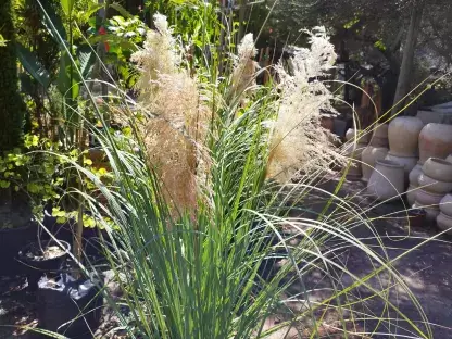 קורטודריה מכסיפה, עשב הפמפס עלווה ופריחה