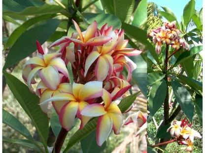 פלומריה ריחנית 'פאקהאה', פאקהאה