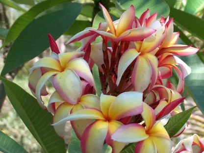 פלומריה ריחנית 'פאקהאה', פאקהאה