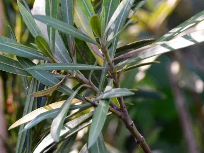 עלווה צרה ומאורכת בצבע ירוק כהה