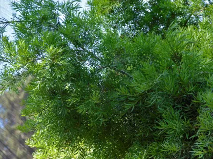 פודוקרפוס גרציליור