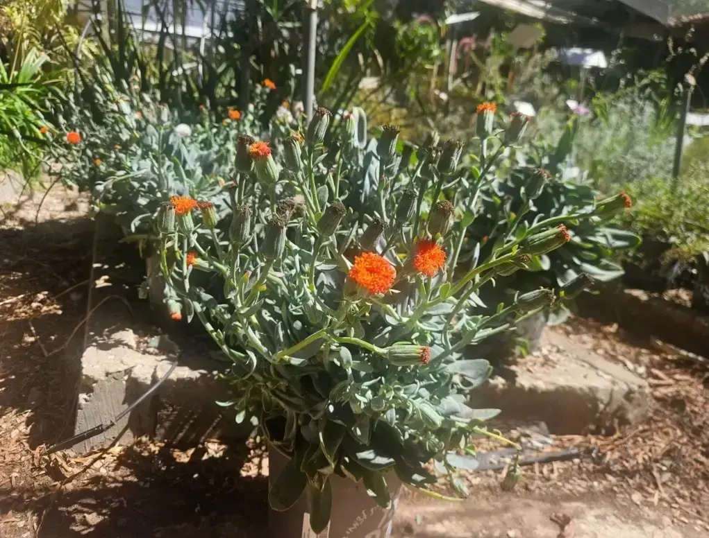 סביון שלהבתי (פולגנס)