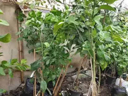 הדר פומלית פרי אדום