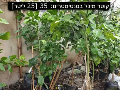 הדר פומלית פרי אדום