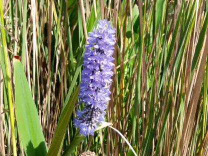 פריחה בכחול סגול של צמח מים פונטדריה אזמלנית