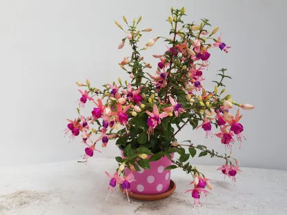 פוקסיה הכלאיים