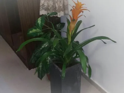 גוזמניה לשונית פורחת בכתום בסלון ביתי