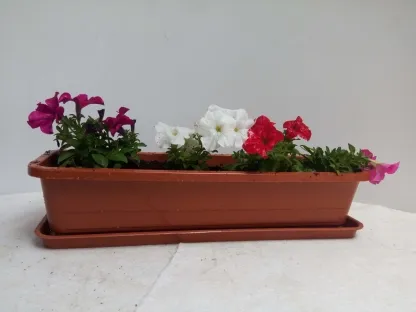 אדנית פורחת 60