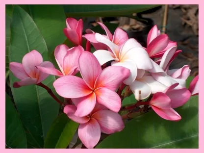 פלומריה ריחנית פוריה בפריחה ורודה