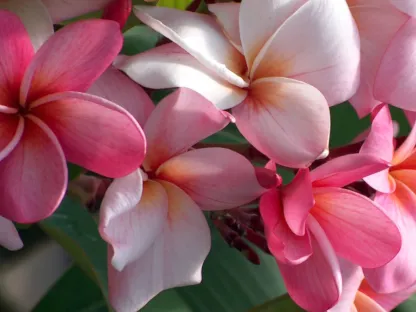 פלומריה ריחנית פוריה פריחה בורוד- לבן