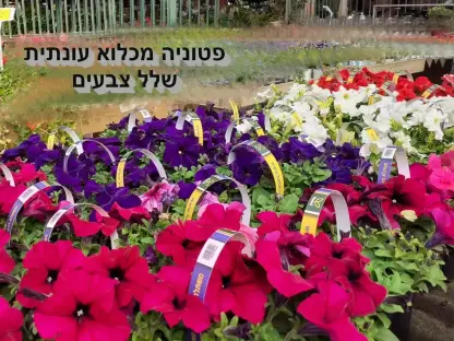 פטוניה מכלוא בכוסית בשלל צבעי פריחה