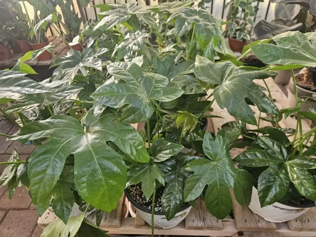 פטסיה יפנית