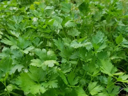 פטרוסיליה, פטרוזיליה,