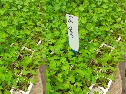 פטרוסיליה, פטרוזיליה,