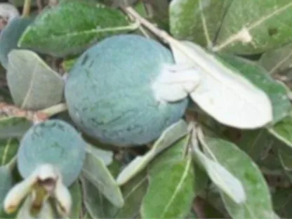 פיגואה תרבותית