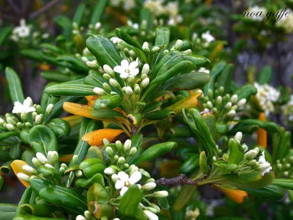 פיטוספורום יפני