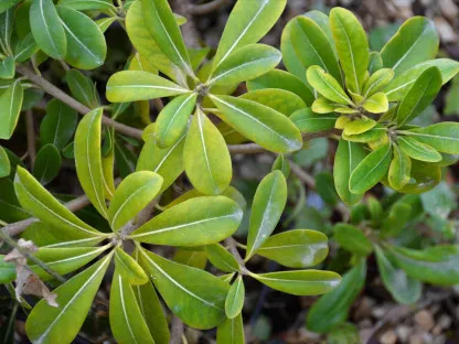 פיטוספורום יפני ננסי צר עלים מגוון `הרמלין`