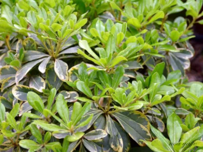 פיטוספורום יפני ננסי מגוון