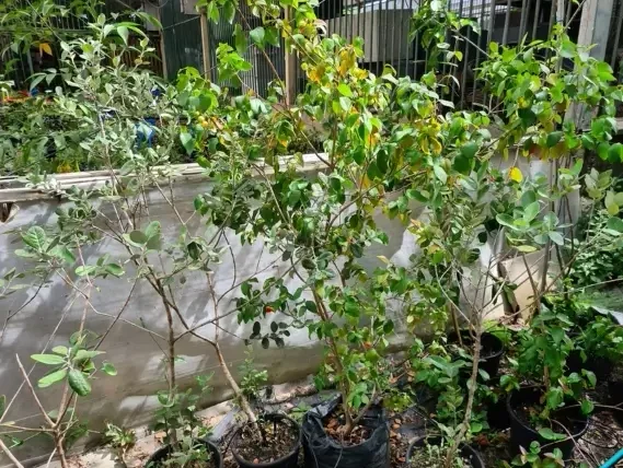 שיחי פיטנגו צעירים בעציצים בגידול ביתי