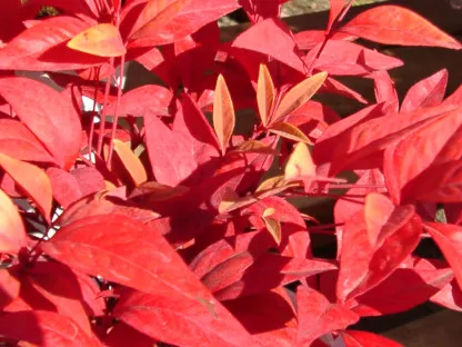 ננדינה תרבותית ננסית 'פייר-בול'