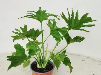 פילודנדרון דו-נוצתי (ביפי)