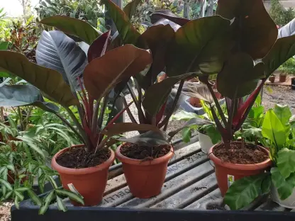 פילודנדרון אימפרייל אדום