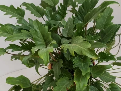 פילודנדרון קסנדו