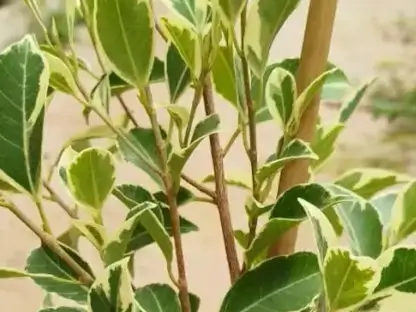 פיקוס בינימינה הוואי