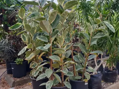 פיקוס הגומי מגוון