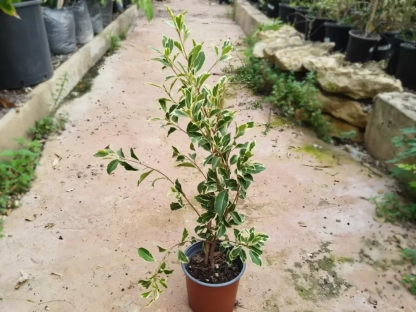 פיקוס בנימינה 'הוואי'