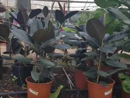 פיקוס הגומי שחור