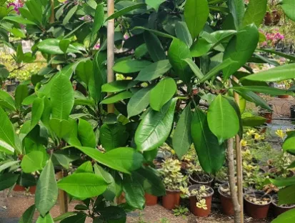 פיקוס שלכטר