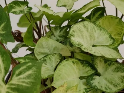 סינגוניום פיקסי