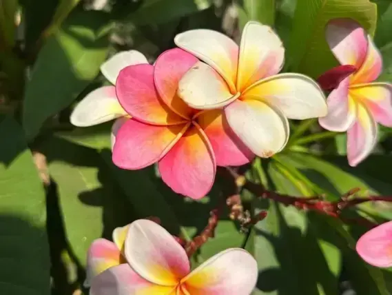 פלומריה ריחנית בפריחה ורודה־צהובה במשתלה