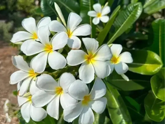 פלומריה ריחנית לבנה בפריחה קיצית במשתלה