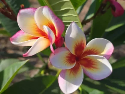 פלומריה "פייר בלאסט" 190 – פריחה עם פיצוץ אדום במרכז