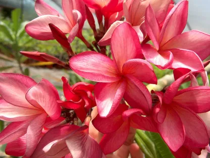 פריחת פלומריה רדיש מורן בצבע ורוד עז