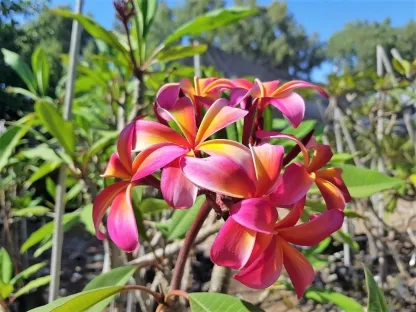 פלומריה 'טדי ווילד' 26 . -עד 80 ס"מ