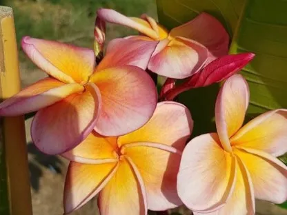 פריחה בצהוב כתום ורוד של זן יריב